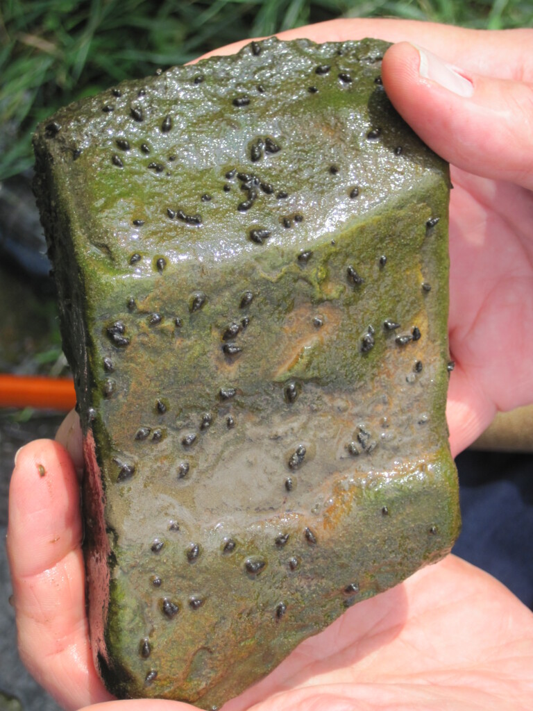 New Zealand mudsnails cover a rock being held by human hands.