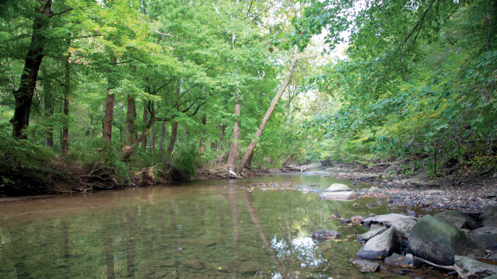 A stream flows through a mature forest.