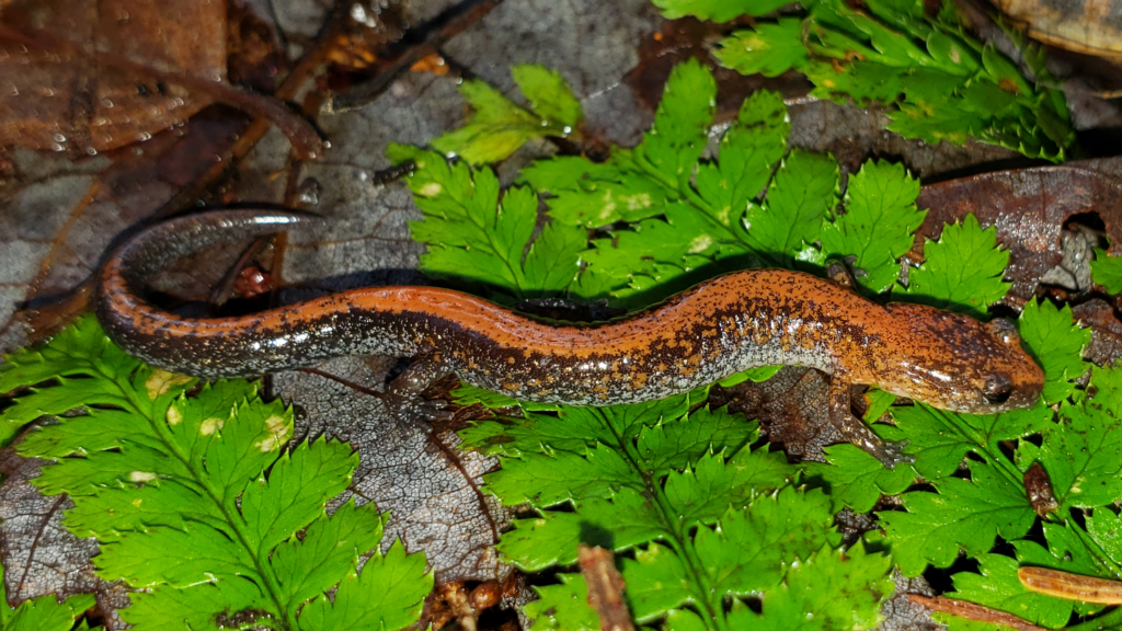 A Red-backed Salamander on leaves. The salamander has gray sides and broad red stripe running down its back.