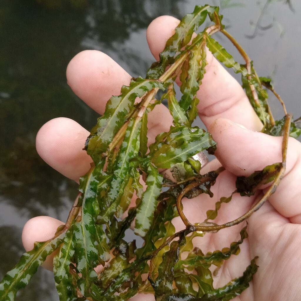 Curly Pondweed in a human hand. The aquatic plant has wavy leaves that somewhat resemble lasanga noodles.