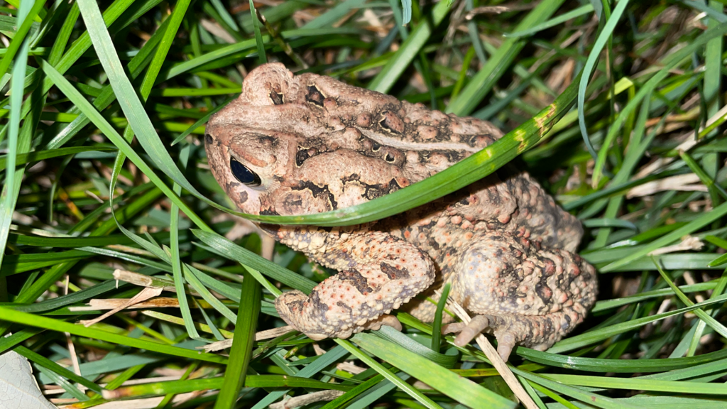 Eastern American Toad in grass.