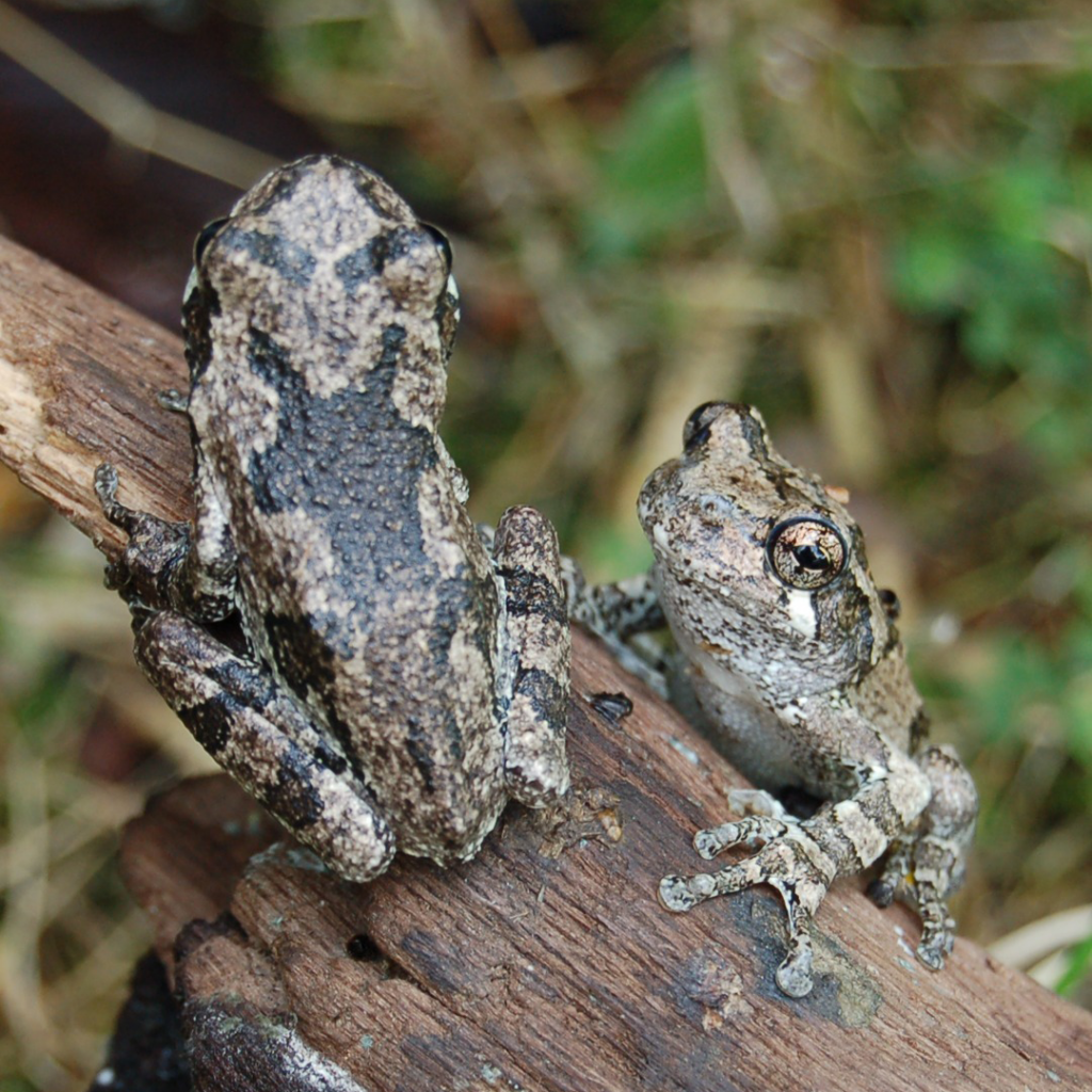 Two eastern gray treefrogs on a piece of driftwood.