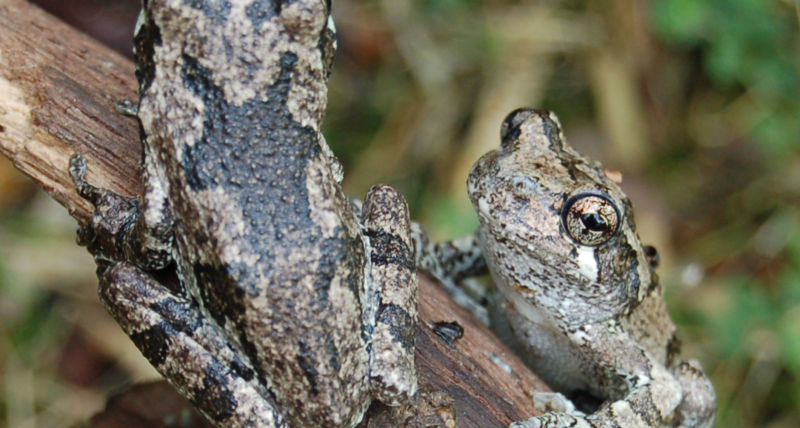 Two eastern gray treefrogs on a piece of driftwood.