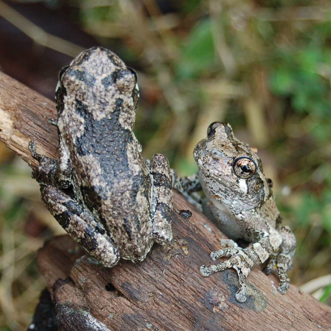 Buying a Pennsylvania Fishing License Helps Reptiles and Amphibians