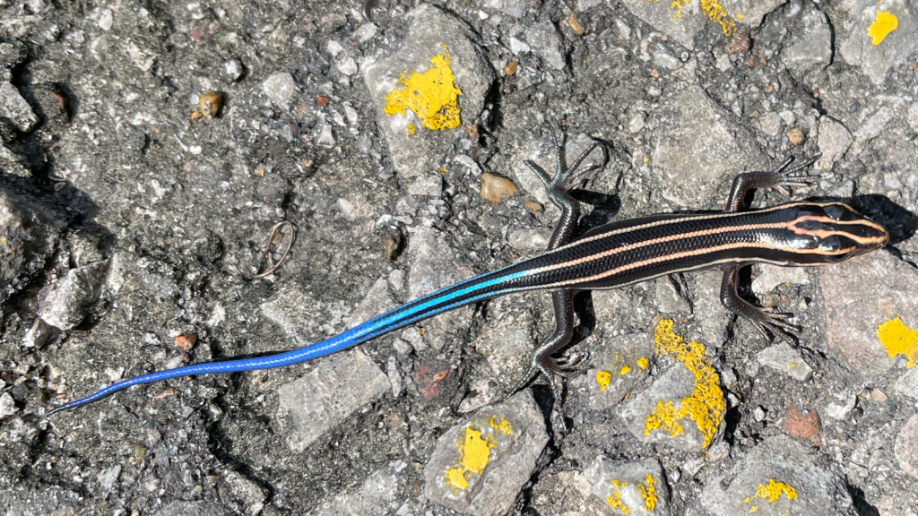 A juvenile five-lined skink on a paved road.