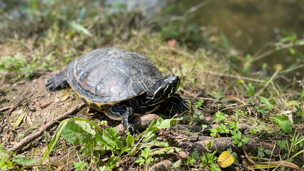 Northern red-bellied cooter on a stream shore.