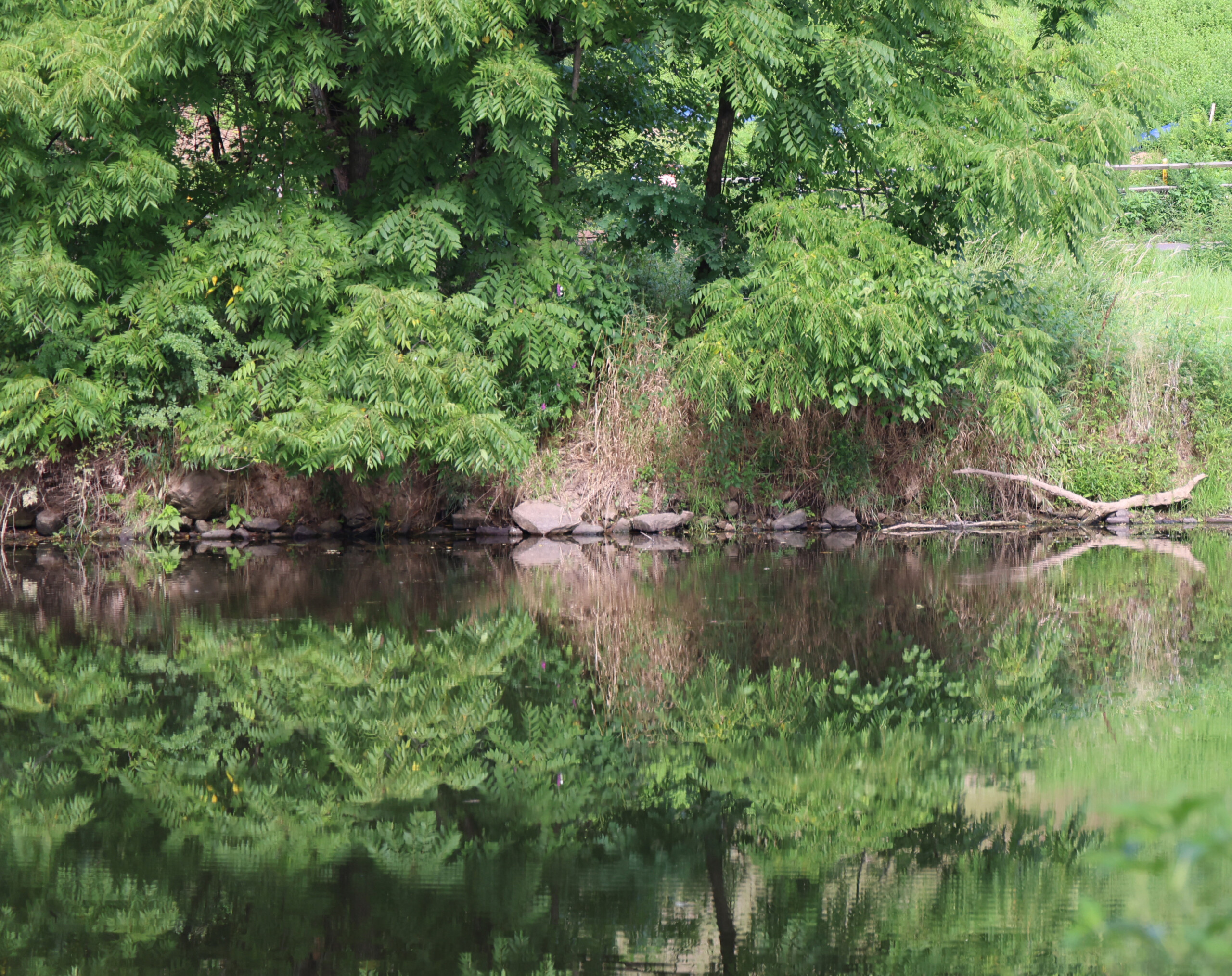 Trees overhanging a calm stream