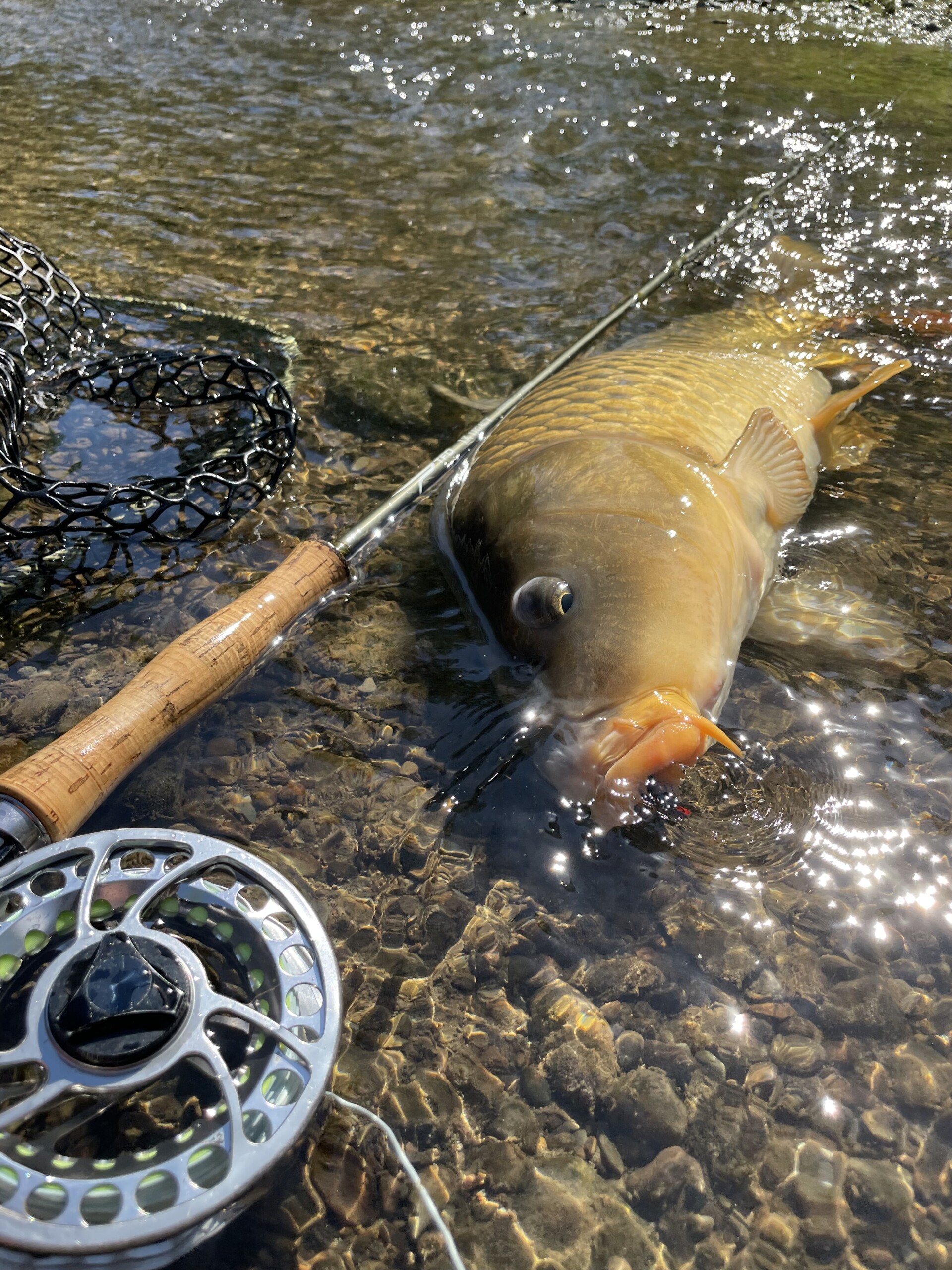 Carp in water caught on fly rod 