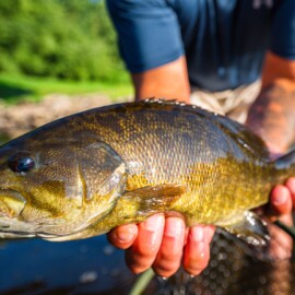 Close-up of a person holding a smallmouth bass