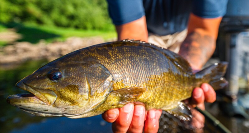 Close-up of a person holding a smallmouth bass