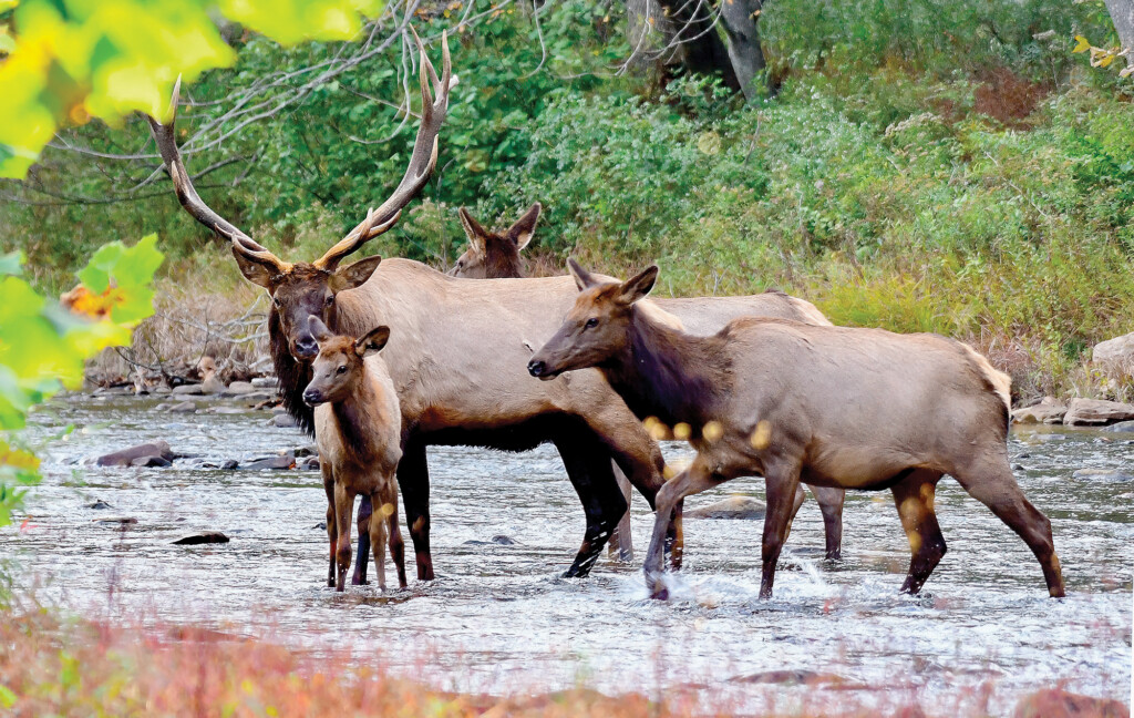 Bull elk with antlers, female elk and a young baby elk wade through Bennett Branch of the stream running through Sinnemahoning State Park.