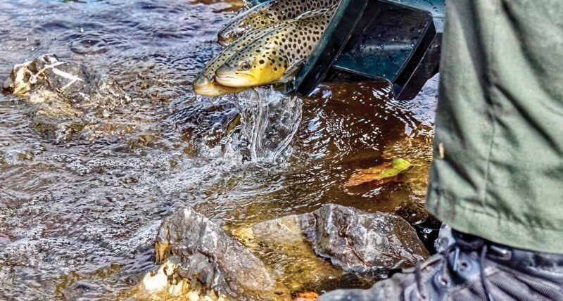 Close-up of adult brown trout being stocked in a stream